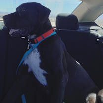 Thumbnail photo of Goofy #2