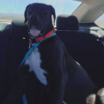 Thumbnail photo of Goofy #3