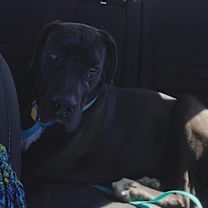 Thumbnail photo of Goofy #4