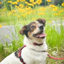 Thumbnail photo of MongMong- Foster Hold! #3