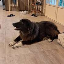 Thumbnail photo of Buster (Mid-East) sm #3