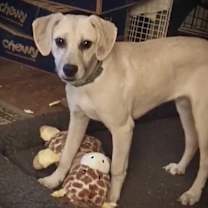 Thumbnail photo of Gunner #4