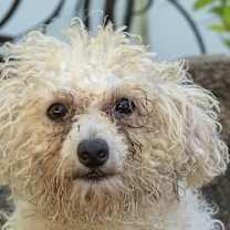 Thumbnail photo of Poochon Chandler #1