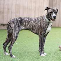 Thumbnail photo of Russel #2