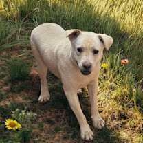 adopt-pet
