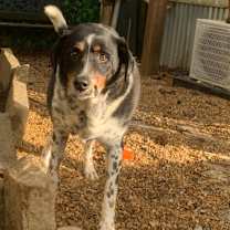Thumbnail photo of Gordy #1