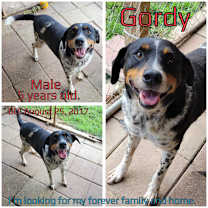 Thumbnail photo of Gordy #2