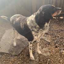 Thumbnail photo of Gordy #3