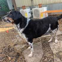 Thumbnail photo of Gordy #4