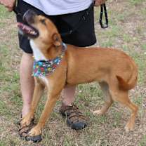 Thumbnail photo of Apollo #3