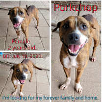 Thumbnail photo of Porkchop #2