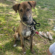 adopt-pet