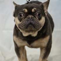 Thumbnail photo of FB Gray George’s #1