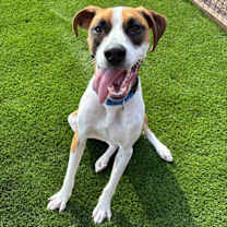 adopt-pet