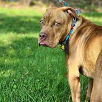 Thumbnail photo of Dane #1