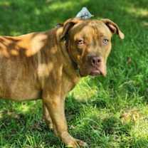 Thumbnail photo of Dane #2