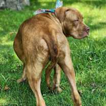 Thumbnail photo of Dane #3