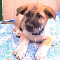 Thumbnail photo of GREMLIN #2