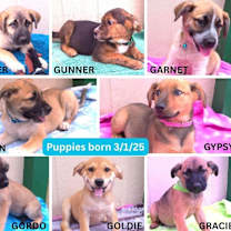 Thumbnail photo of GREMLIN #3