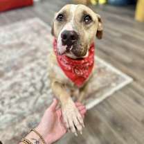 Thumbnail photo of Toby is cool and ready for the pool #1