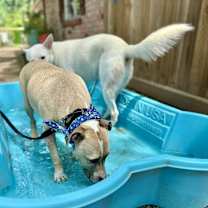 Thumbnail photo of Toby is cool and ready for the pool #2
