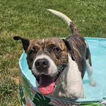 Thumbnail photo of Brody #2