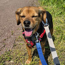 Thumbnail photo of Toby #1