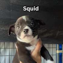Thumbnail photo of Squid #2