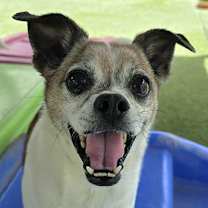 Thumbnail photo of Rocky #2