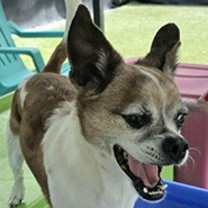 Thumbnail photo of Rocky #3