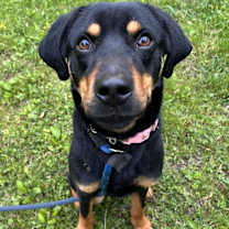 Thumbnail photo of Ollie #2