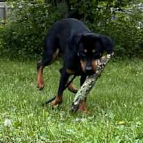 Thumbnail photo of Ollie #3