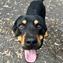 Thumbnail photo of Ollie #4