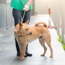 Thumbnail photo of Stitch #3