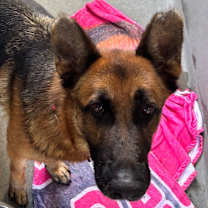 Thumbnail photo of Ava A2192169 #2