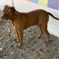 Thumbnail photo of Loki I #2