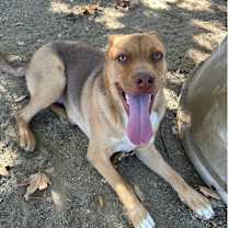 Thumbnail photo of Nacho #1