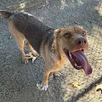 Thumbnail photo of Nacho #2