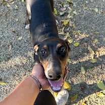 Thumbnail photo of Tyson #1