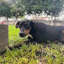 Thumbnail photo of Tyson #2