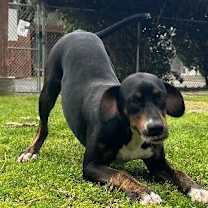 Thumbnail photo of Tyson #3