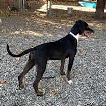 Thumbnail photo of Phoebe #2