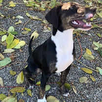 Thumbnail photo of Phoebe #3