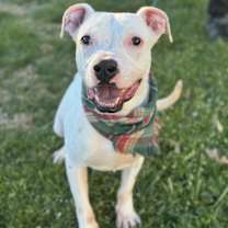 Thumbnail photo of Bolt #2