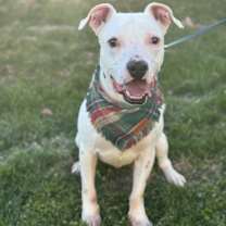 Thumbnail photo of Bolt #3