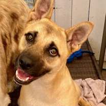 Thumbnail photo of Sadie #1