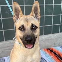 Thumbnail photo of Sadie #3