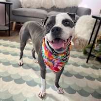 Thumbnail photo of Starlight #3