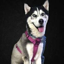 adopt-pet