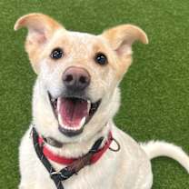 adopt-pet